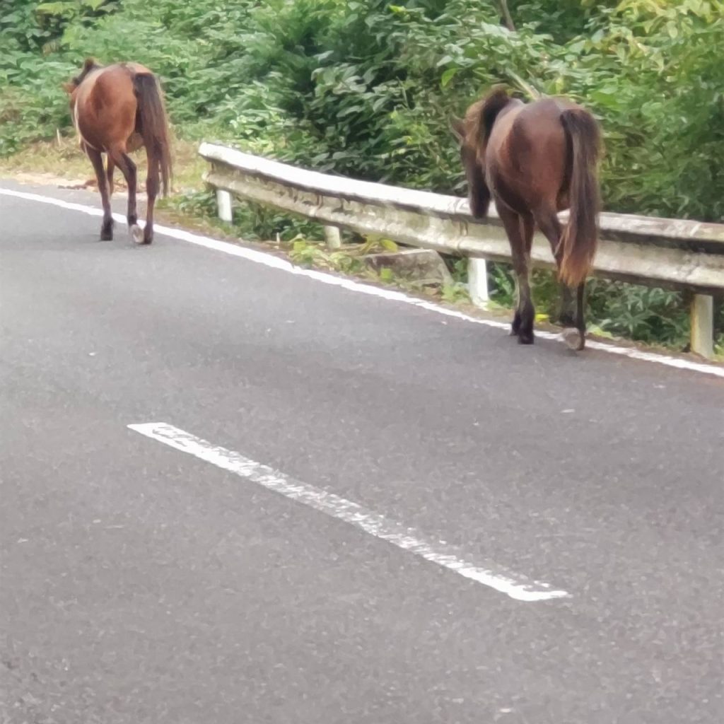 九州、愛車で手ぶらツーリング！バイク輸送って便利！