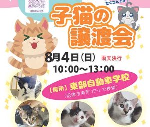 子猫の譲渡会 アイキャッチ 東部自動車学校 沼津 教習所