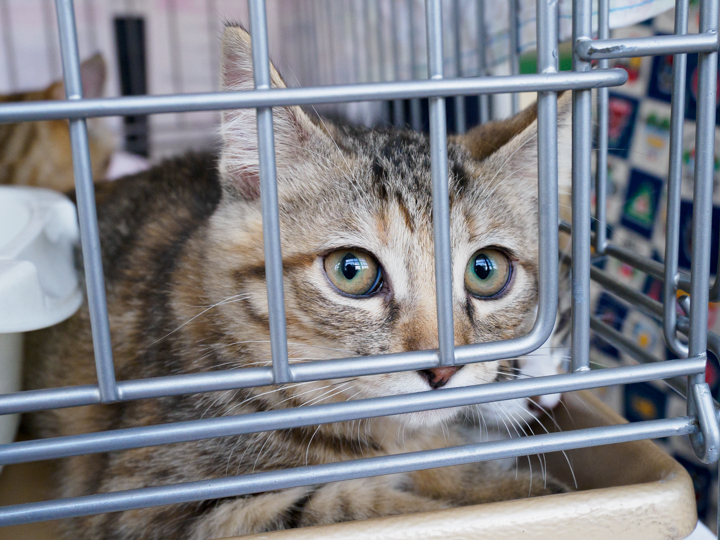 東部自動車学校 保護猫 譲渡会