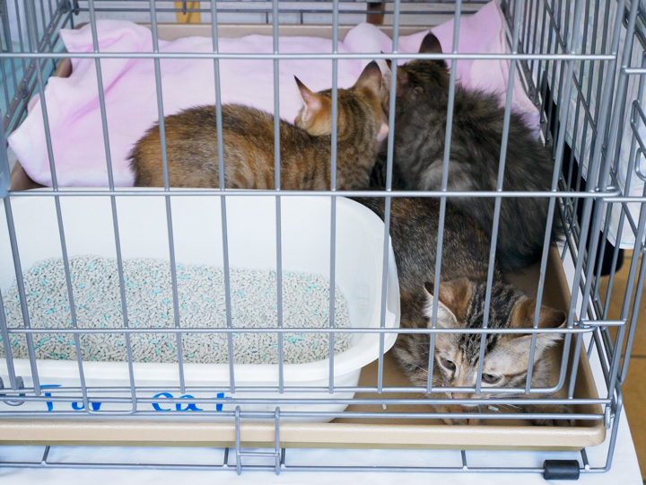 東部自動車学校 保護猫 譲渡会