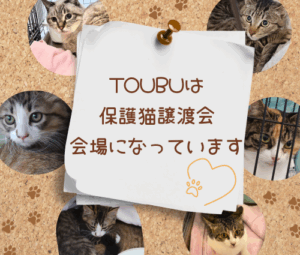 保護猫 譲渡会 沼津 静岡 東部自動車学校 静岡東部