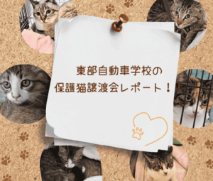 【地域貢献】東部自動車学校の保護猫譲渡会レポート！！
