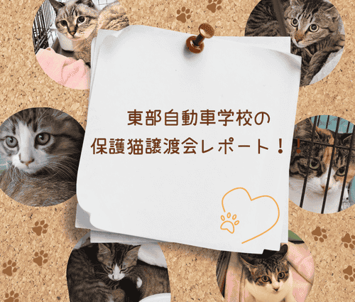 【地域貢献】東部自動車学校の保護猫譲渡会レポート！！