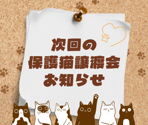 保護猫譲渡会 アイキャッチ 東部自動車学校 沼津 猫 教習所 里親